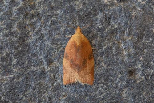 Réf. 212 884 : Clepsis siciliana